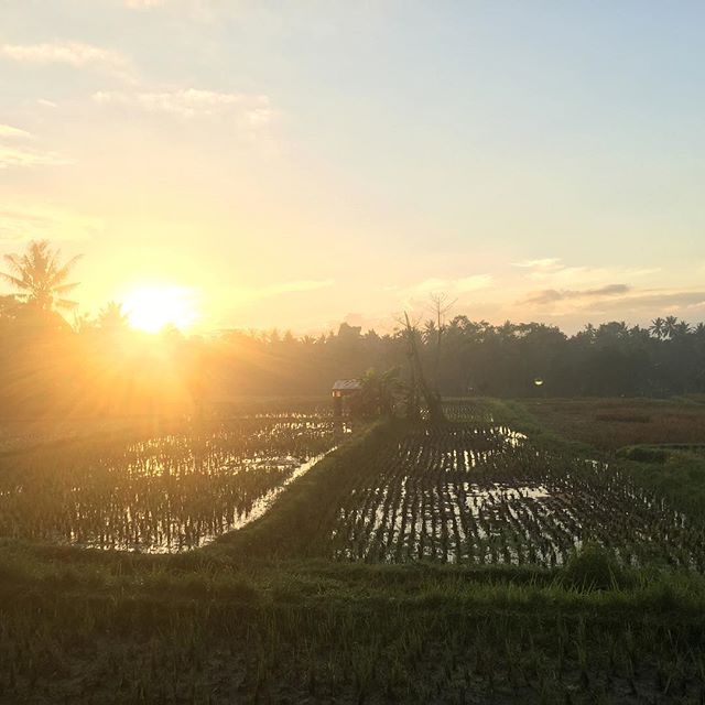 The beauty of this world leaves me in awe and smiling every day. Good morning from Ubud ️ Sending you all the love.