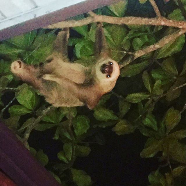 I made a new friend last night. This little nugget came to join us for dinner chowing down the on leaves right over us while we ate. Love the wildness of this country ️